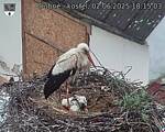Capi_Dubne_20250602_181503.jpg