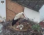 Capi_Dubne_20250602_182004.jpg