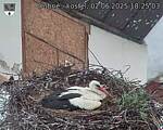 Capi_Dubne_20250602_182503.jpg