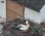 Capi_Dubne_20250602_183503.jpg