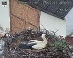 Capi_Dubne_20250602_185503.jpg