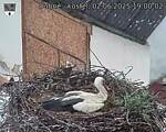 Capi_Dubne_20250602_190002.jpg