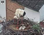 Capi_Dubne_20250602_192004.jpg