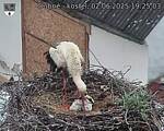 Capi_Dubne_20250602_192503.jpg