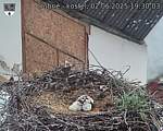 Capi_Dubne_20250602_193003.jpg