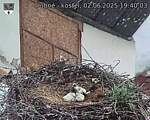 Capi_Dubne_20250602_194003.jpg