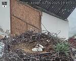 Capi_Dubne_20250602_194503.jpg