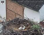 Capi_Dubne_20250602_195004.jpg