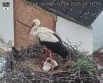 Capi_Dubne_20250602_201005.jpg