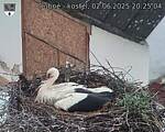 Capi_Dubne_20250602_202504.jpg