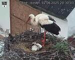 Capi_Dubne_20250602_203003.jpg