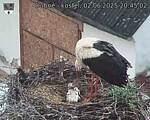 Capi_Dubne_20250602_204502.jpg