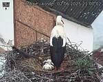 Capi_Dubne_20250602_210002.jpg