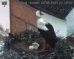 Capi_Dubne_20250602_211002.jpg