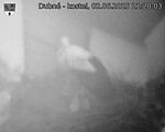 Capi_Dubne_20250602_212003.jpg