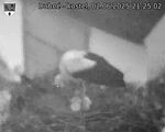 Capi_Dubne_20250602_212502.jpg