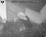 Capi_Dubne_20250602_213003.jpg