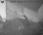 Capi_Dubne_20250602_213503.jpg
