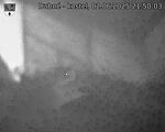 Capi_Dubne_20250602_215003.jpg