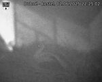 Capi_Dubne_20250602_222502.jpg
