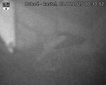 Capi_Dubne_20250603_003002.jpg
