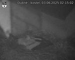 Capi_Dubne_20250603_021502.jpg