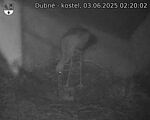 Capi_Dubne_20250603_022002.jpg