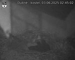 Capi_Dubne_20250603_024502.jpg