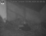 Capi_Dubne_20250603_030502.jpg