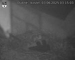 Capi_Dubne_20250603_031503.jpg