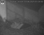 Capi_Dubne_20250603_032002.jpg