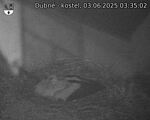 Capi_Dubne_20250603_033502.jpg
