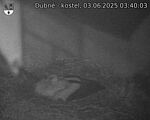 Capi_Dubne_20250603_034003.jpg