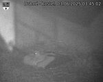 Capi_Dubne_20250603_034502.jpg