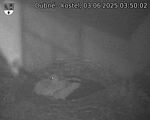 Capi_Dubne_20250603_035002.jpg