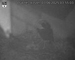 Capi_Dubne_20250603_035503.jpg