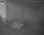 Capi_Dubne_20250603_040002.jpg