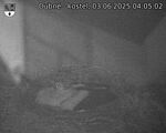 Capi_Dubne_20250603_040502.jpg