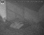 Capi_Dubne_20250603_041502.jpg
