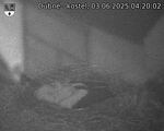 Capi_Dubne_20250603_042002.jpg