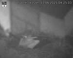Capi_Dubne_20250603_042503.jpg