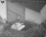 Capi_Dubne_20250603_043502.jpg