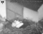 Capi_Dubne_20250603_044003.jpg