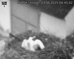 Capi_Dubne_20250603_044502.jpg