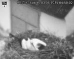 Capi_Dubne_20250603_045002.jpg