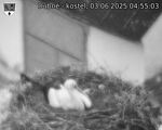 Capi_Dubne_20250603_045503.jpg