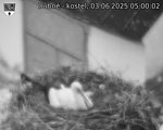 Capi_Dubne_20250603_050002.jpg