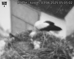 Capi_Dubne_20250603_050502.jpg