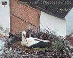 Capi_Dubne_20250603_051502.jpg