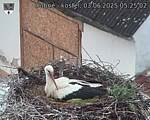Capi_Dubne_20250603_052502.jpg